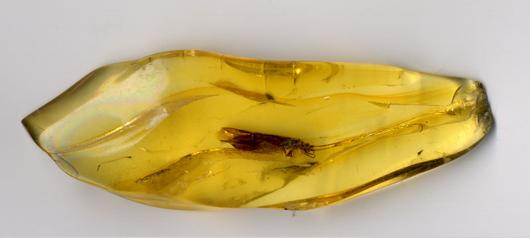 Fossilized insect in Amber